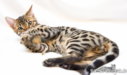 Bengalkatze